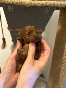 Дівчинка той пудель