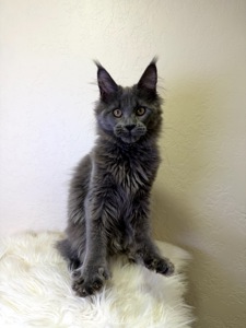 дівчинка Мейн кун Пенелопа