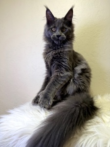 дівчинка Мейн кун Пенелопа