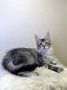 Хлопчик полідакт