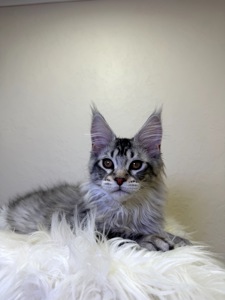 Хлопчик полідакт