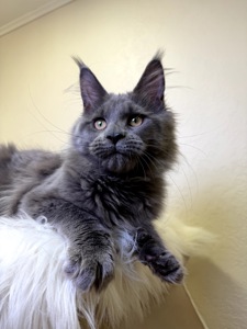 дівчинка Мейн кун Пенелопа