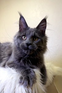 дівчинка Мейн кун Пенелопа