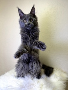 дівчинка Мейн кун Пенелопа