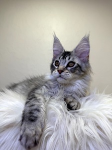 Хлопчик полідакт