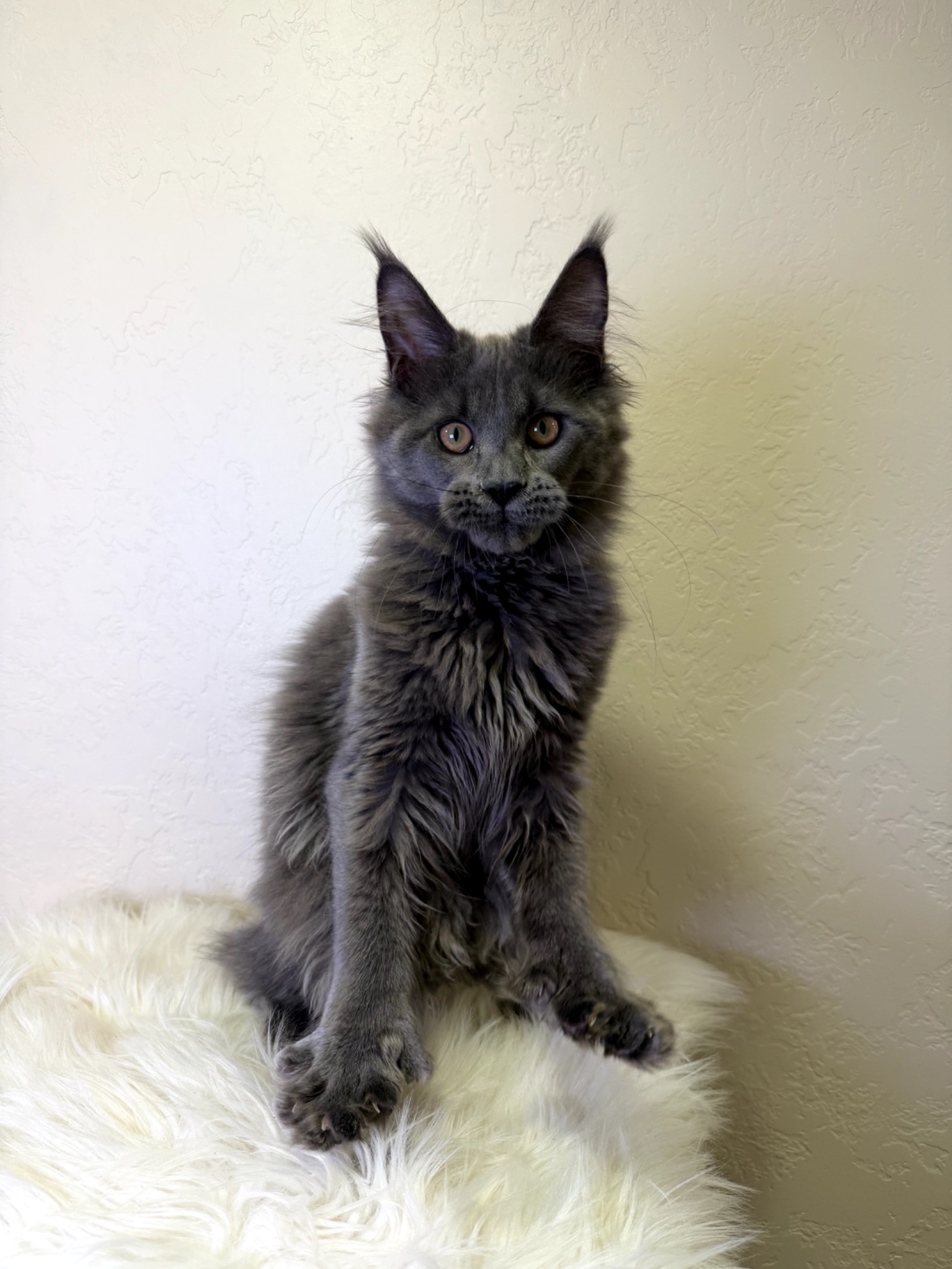 дівчинка Мейн кун Пенелопа