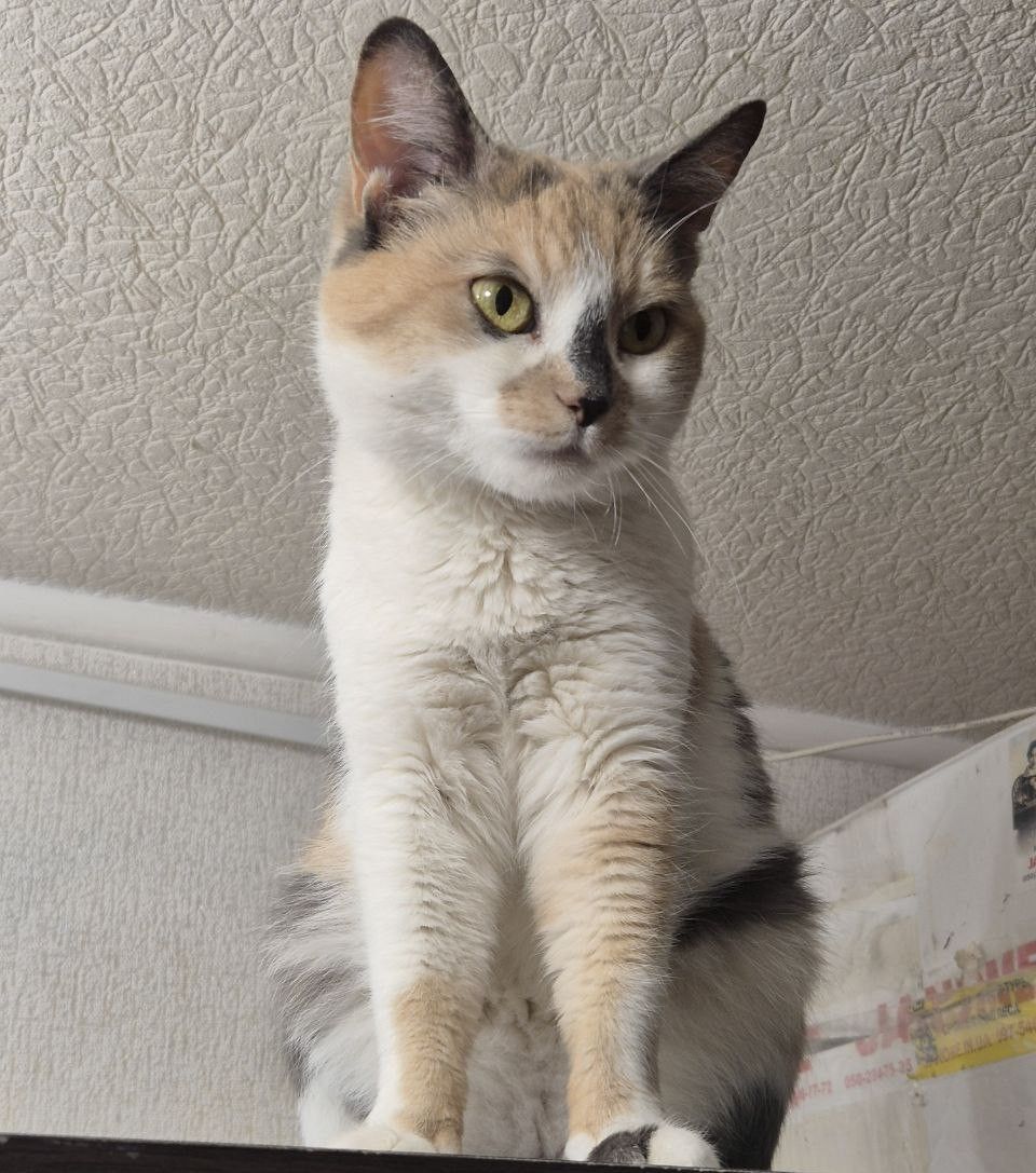 Дім для триколірної киці