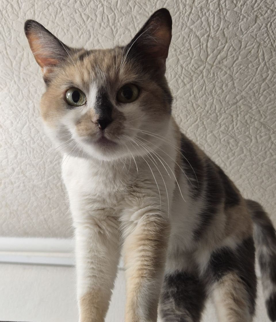 Дім для триколірної киці