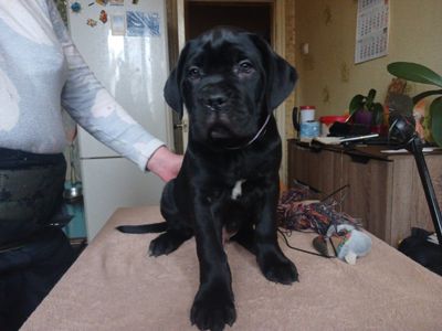 цуценята кане корсо