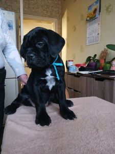 цуценята кане корсо