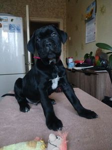 цуценята кане корсо