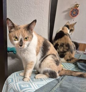 Дім для триколірної киці