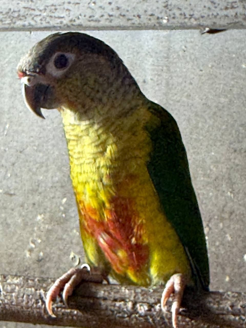 Максимально молоді папужки піррура