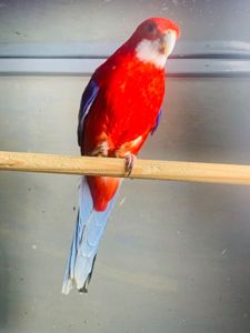 папуги Розелла червоні, строкаті, рубінові( молодь)