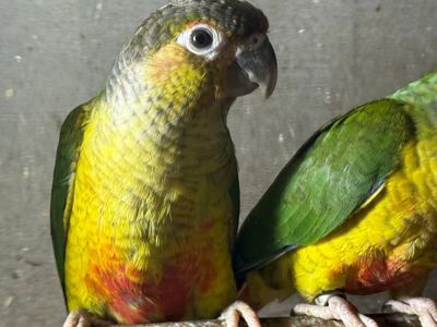 Максимально молоді папужки піррура