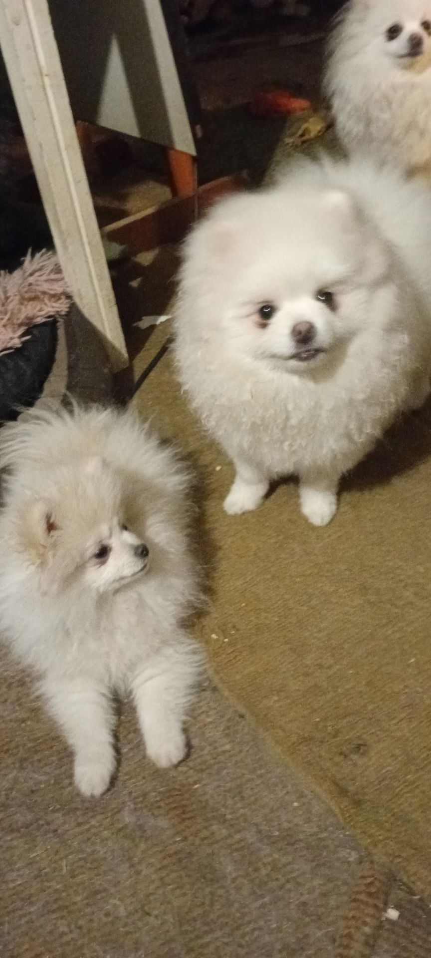 Девочка микро Померашка Анабель