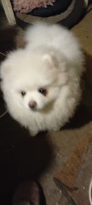 Мальчик Померанского Шпица КСУ мини белого окраса