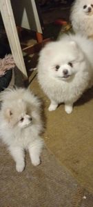 Мальчик Померанского Шпица КСУ мини белого окраса