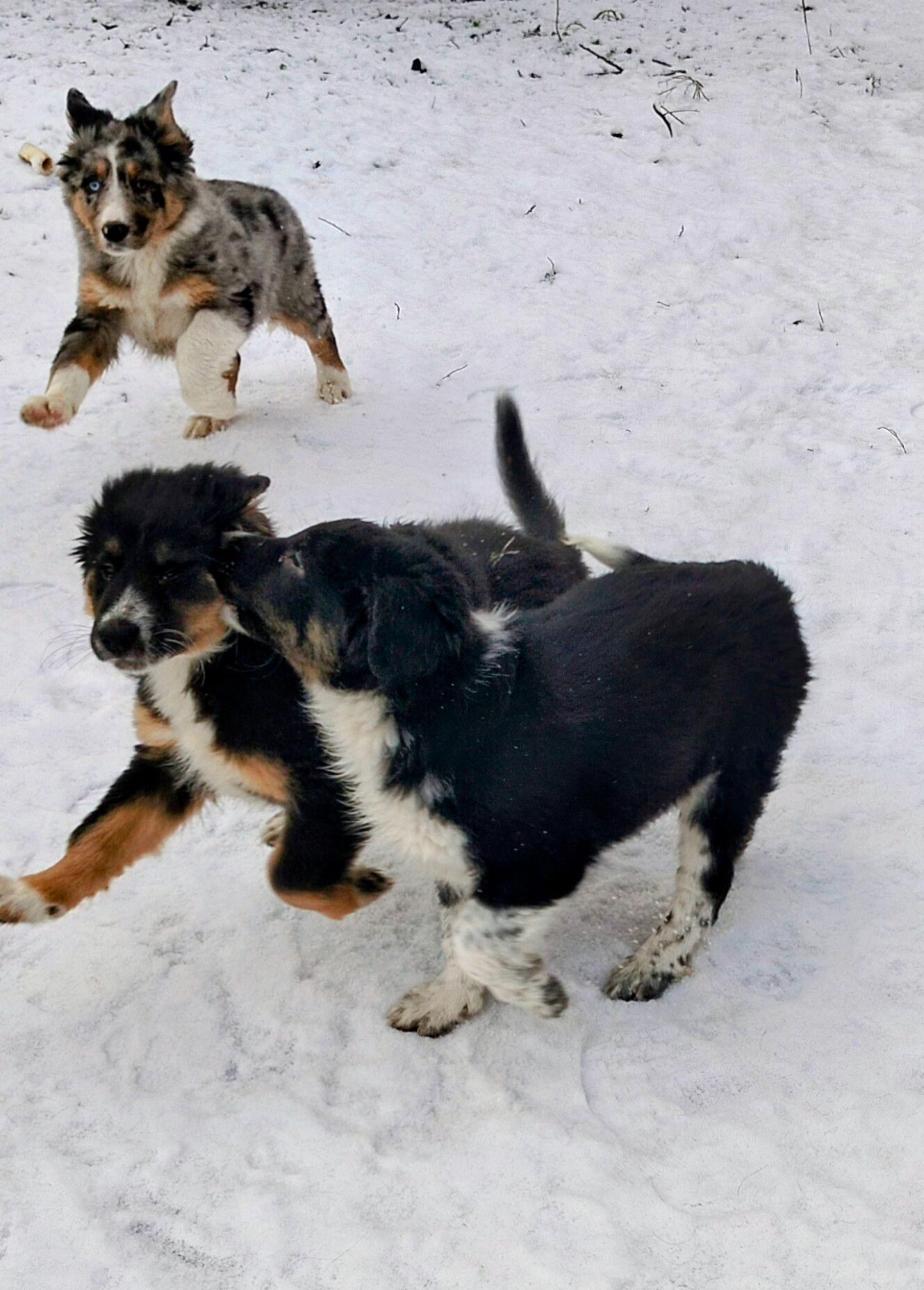 Бордер-колли! Документы, вет паспорт, прививки, чип