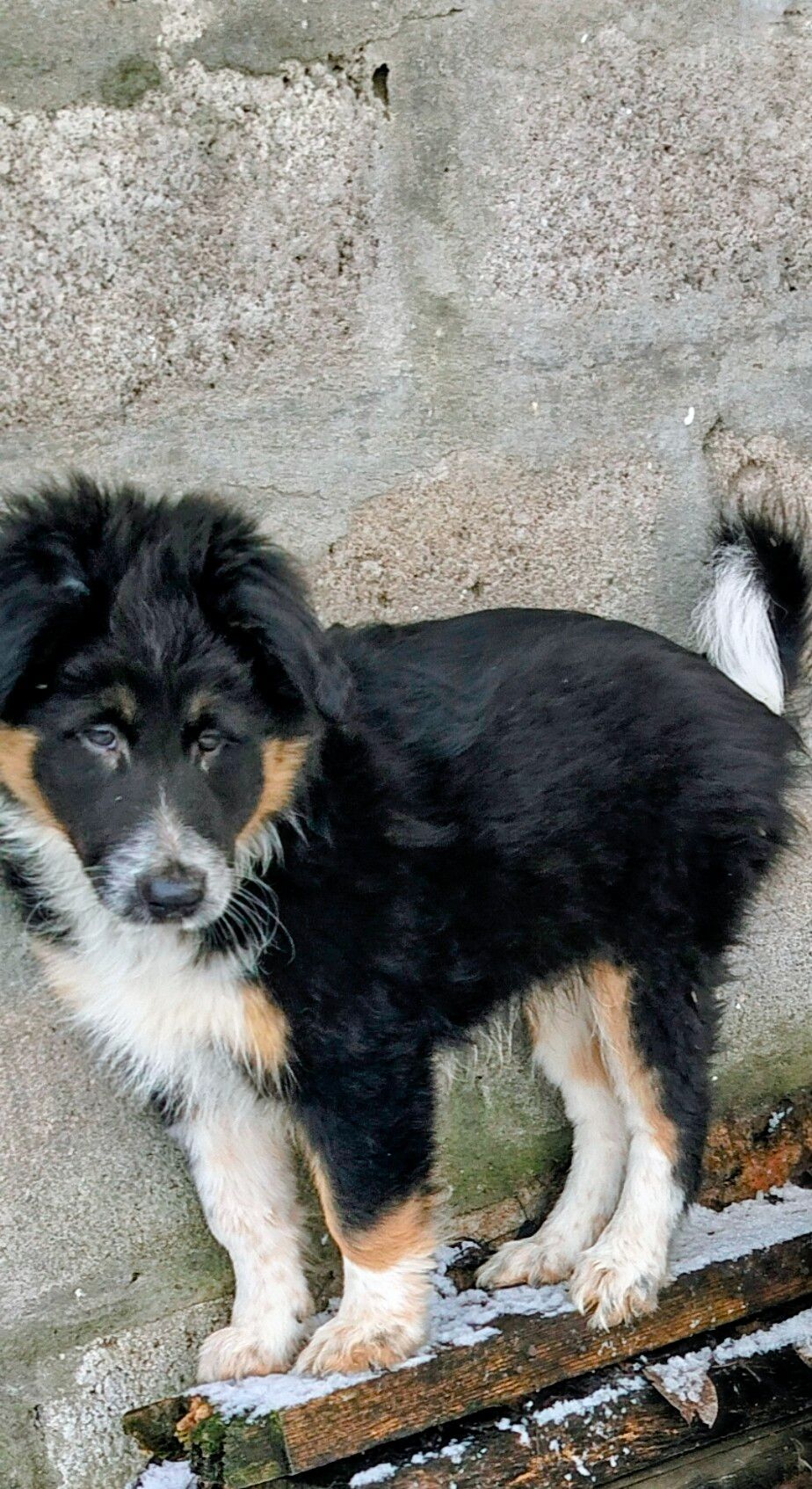 Бордер-колли! Документы, вет паспорт, прививки, чип