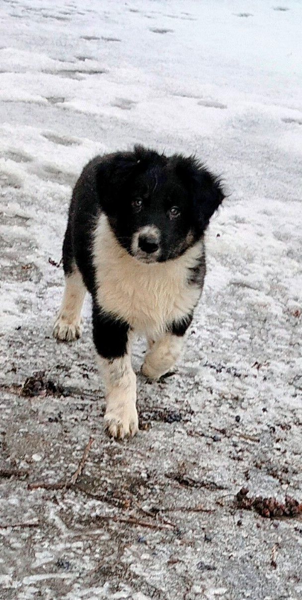 Бордер-колли! Документы, вет паспорт, прививки, чип