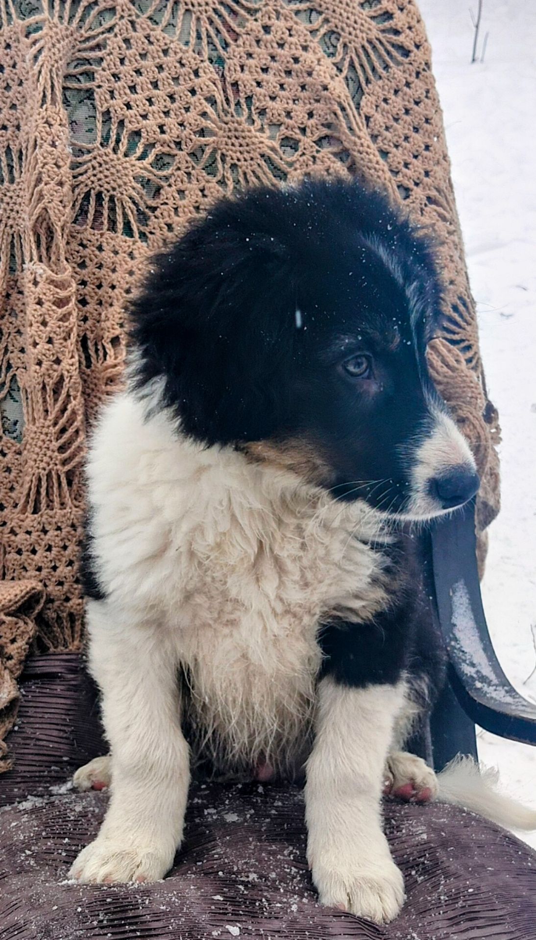 Бордер-колли! Документы, вет паспорт, прививки, чип