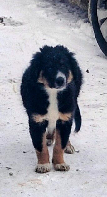 Бордер-колли! Документы, вет паспорт, прививки, чип