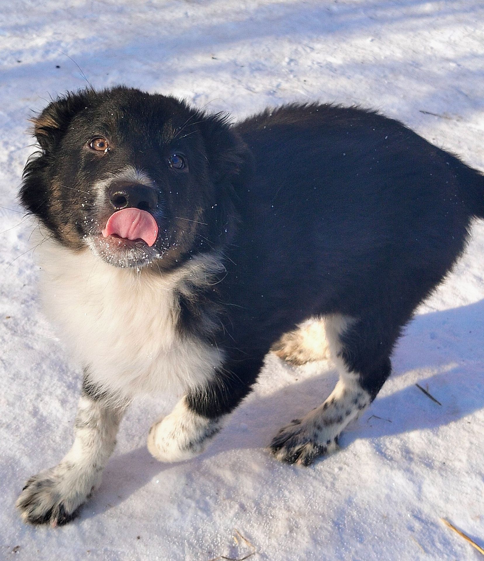 Бордер-колли! Документы, вет паспорт, прививки, чип