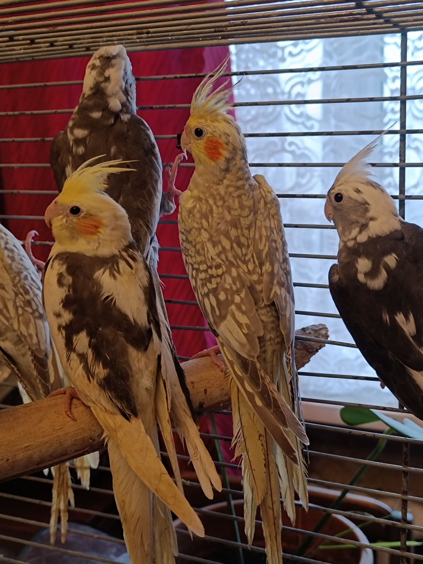 Домашние ручные малыши Корелл