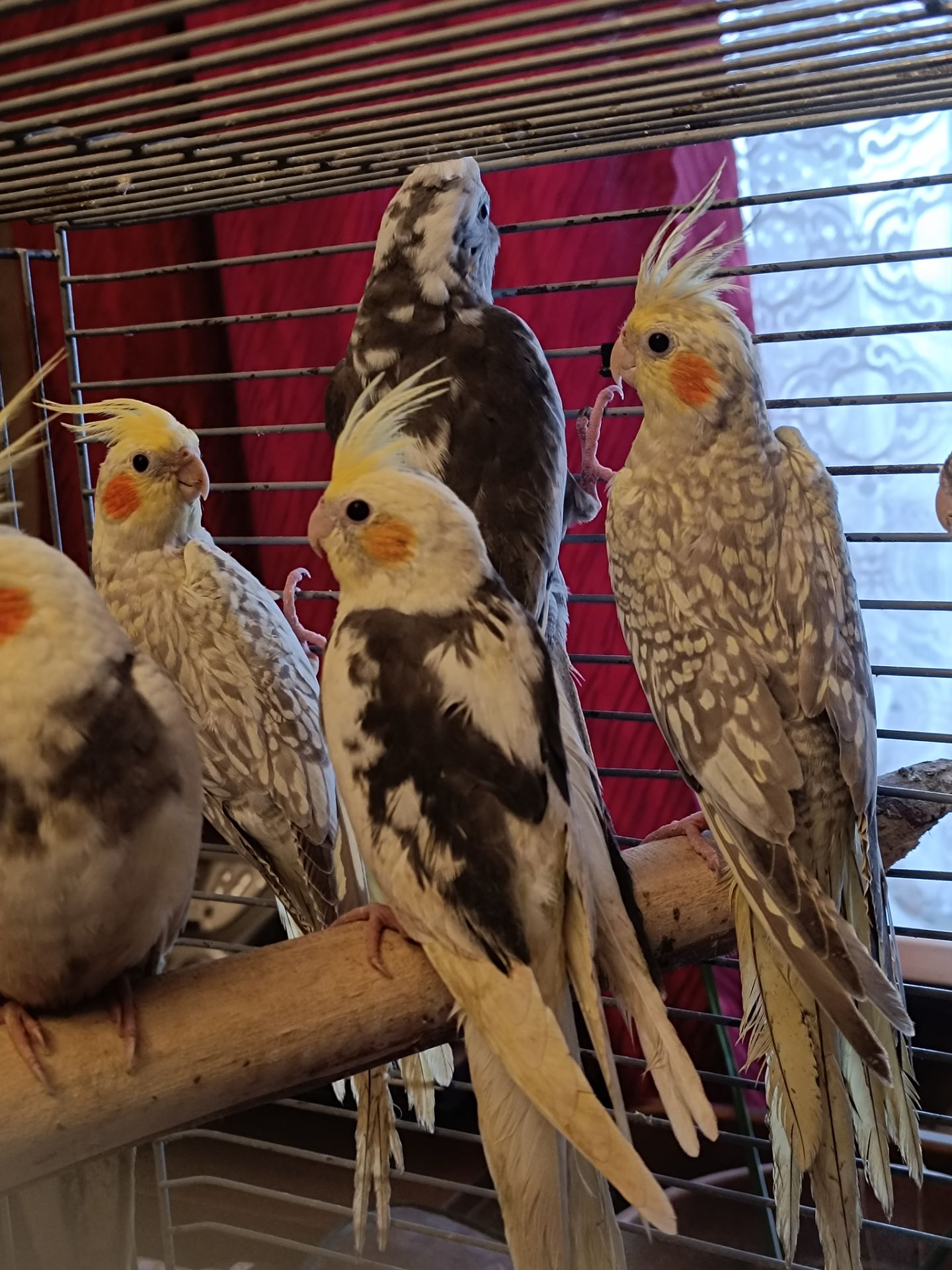 Домашние ручные малыши Корелл