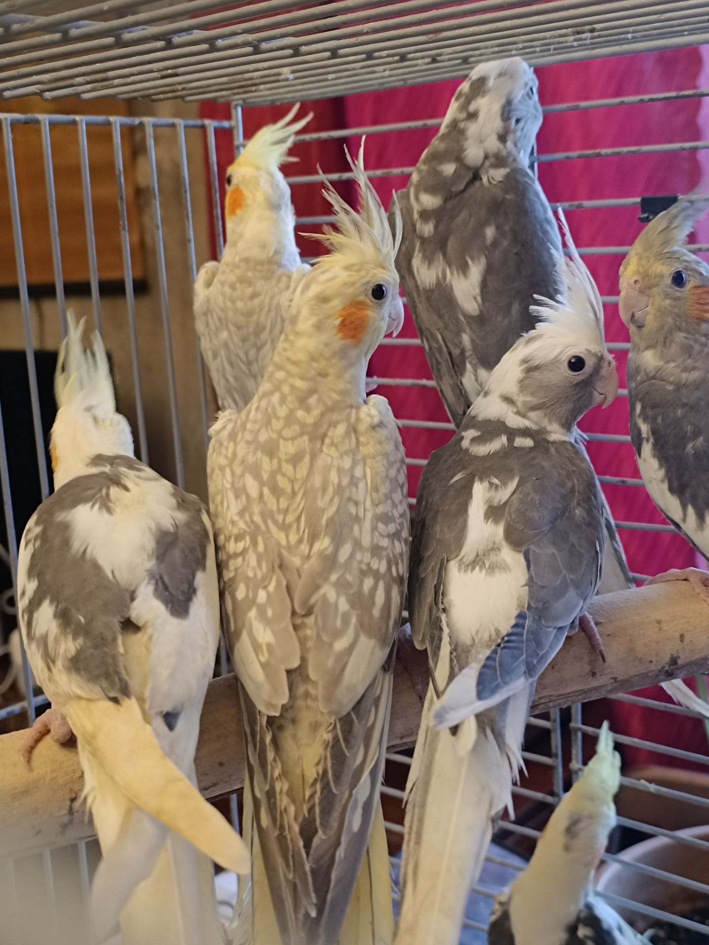 Домашние ручные малыши Корелл