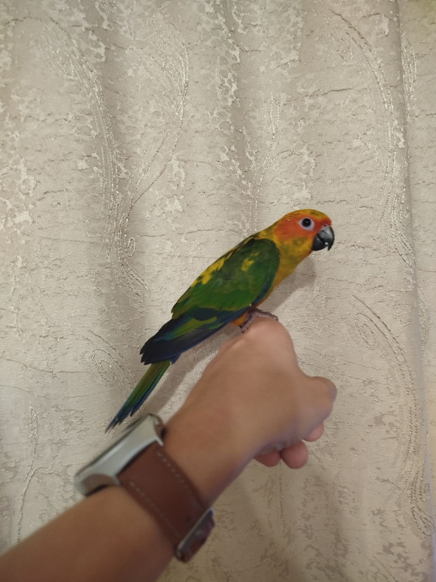 Продам пташенят сонячної Аратінги!