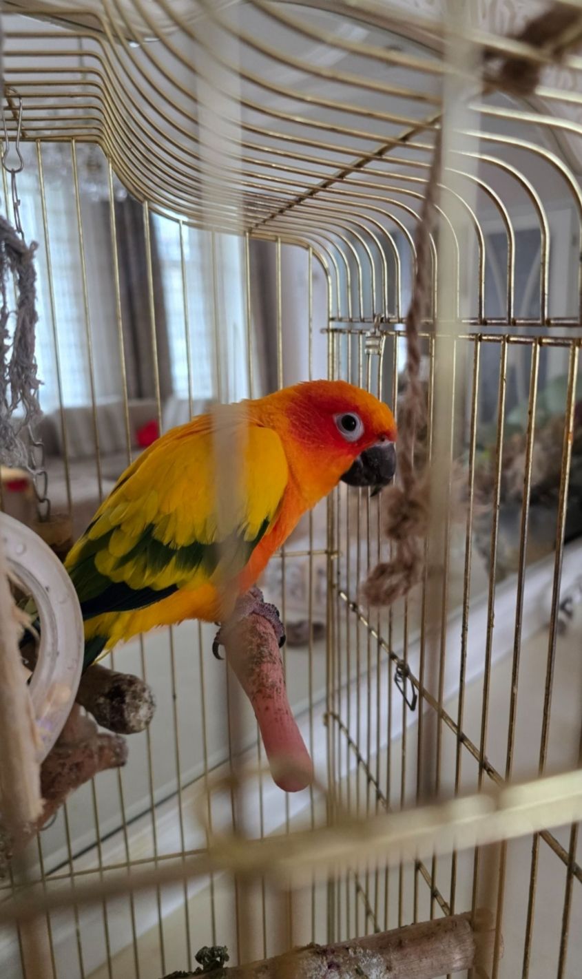 Продам пташенят сонячної Аратінги!