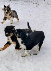 Бордер-колли! Документы, вет паспорт, прививки, чип