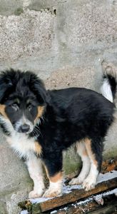 Бордер-колли! Документы, вет паспорт, прививки, чип