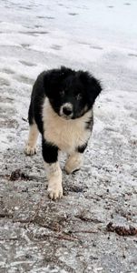 Бордер-колли! Документы, вет паспорт, прививки, чип