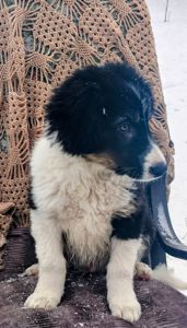 Бордер-колли! Документы, вет паспорт, прививки, чип