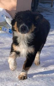 Бордер-колли! Документы, вет паспорт, прививки, чип