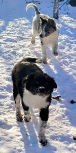 Бордер-колли! Документы, вет паспорт, прививки, чип