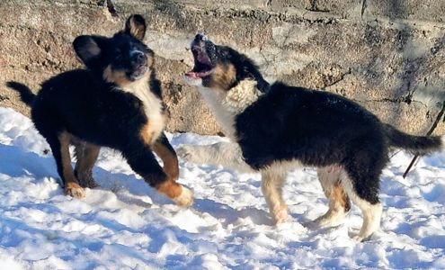 Бордер-колли! Документы, вет паспорт, прививки, чип