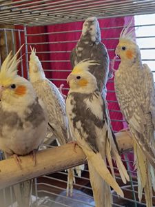 Домашние ручные малыши Корелл