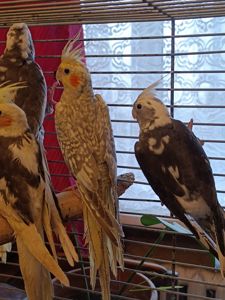 Домашние ручные малыши Корелл