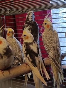 Домашние ручные малыши Корелл