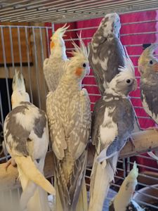 Домашние ручные малыши Корелл