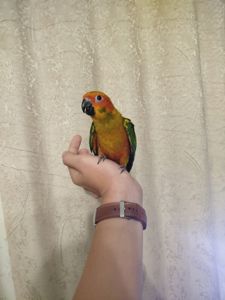 Продам пташенят сонячної Аратінги!