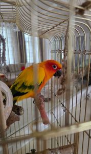 Продам пташенят сонячної Аратінги!