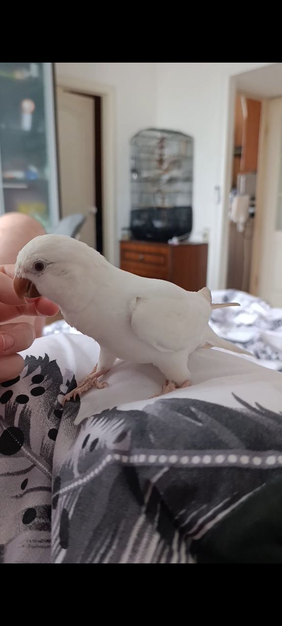 Продам птенца монаха редкого окраса с клеткой