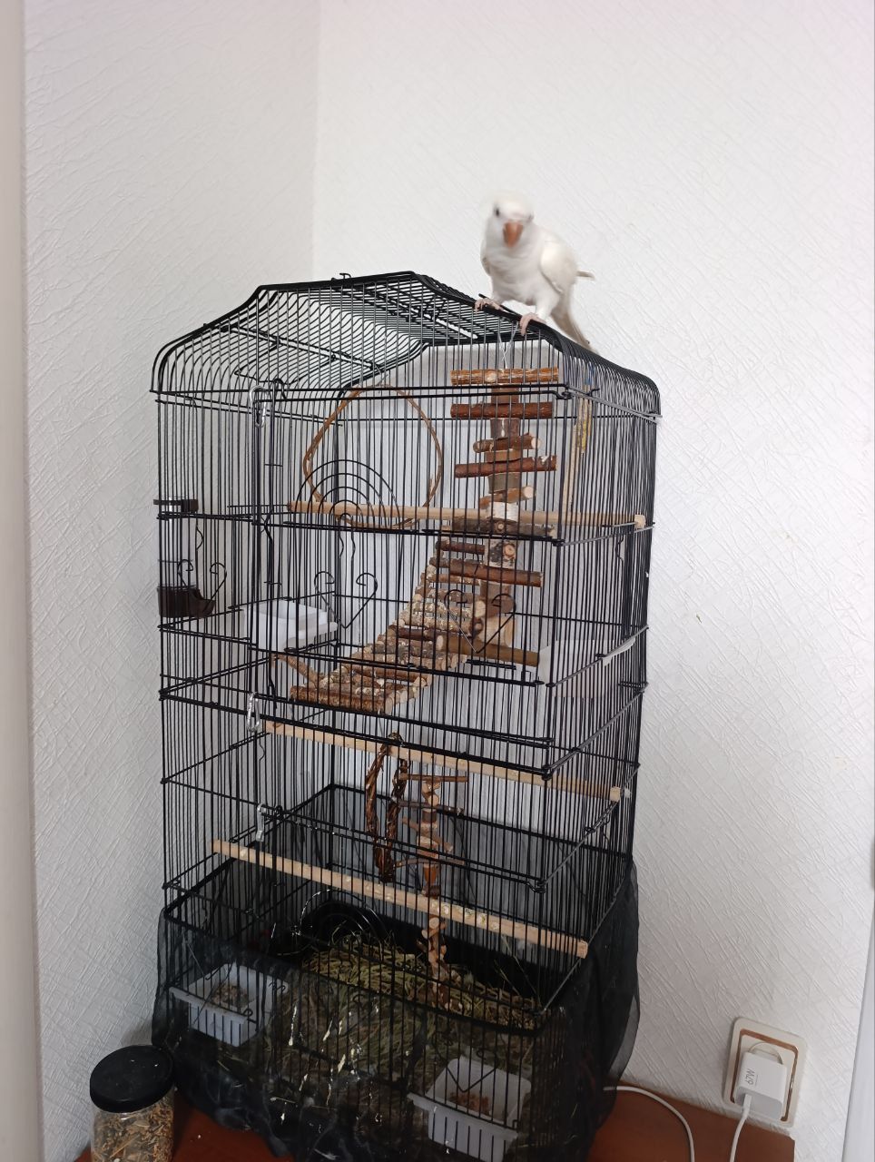 Продам птенца монаха редкого окраса с клеткой