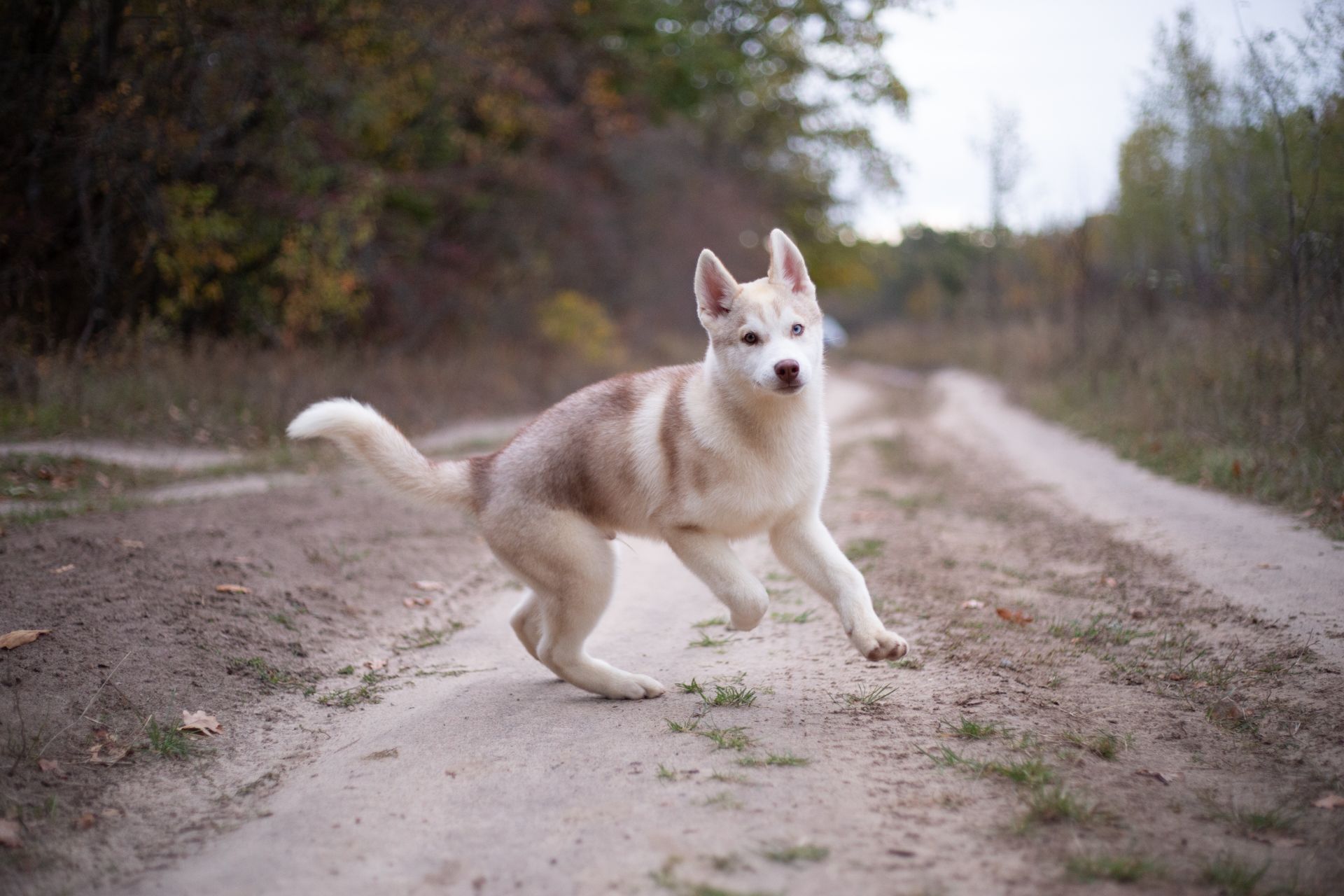 Цуценя хаскі КСУ