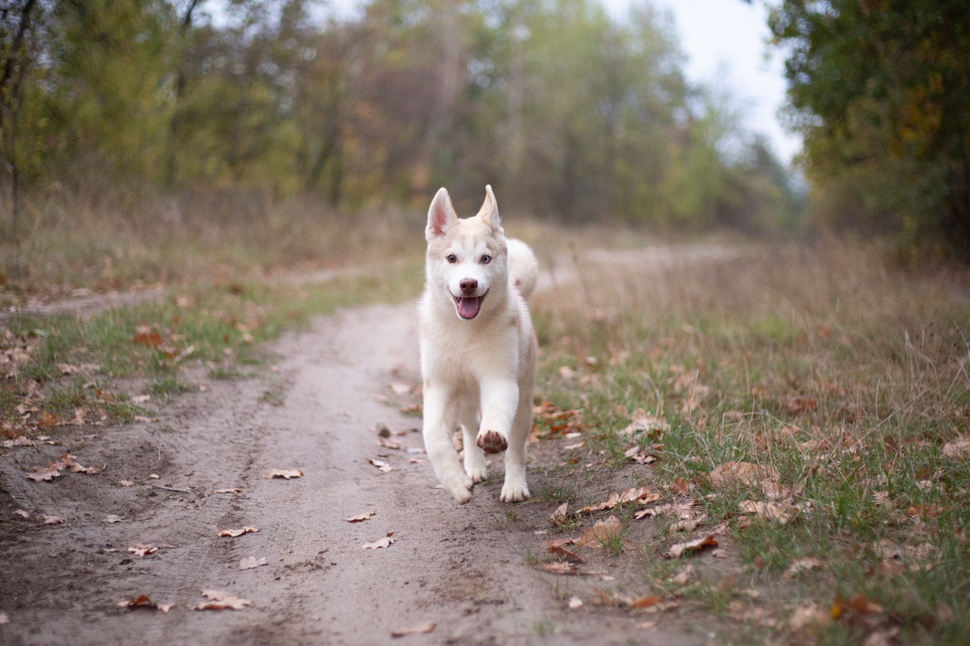 Цуценя хаскі КСУ